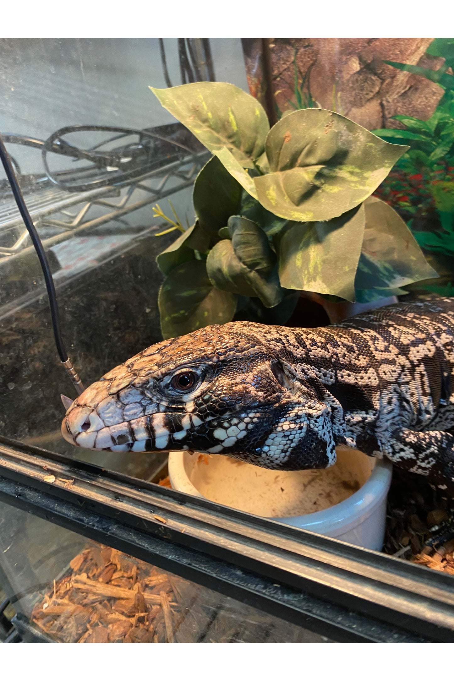 Argentine Black & White Tegu - Subadult