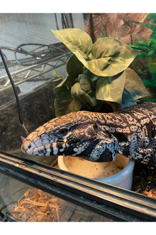 Argentine Black & White Tegu - Subadult