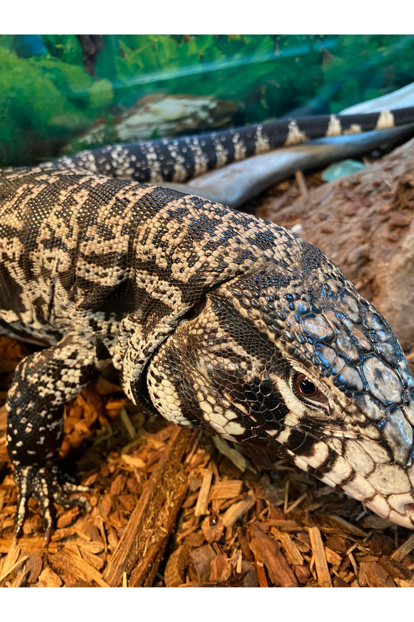 Argentine Black & White Tegu - Subadult