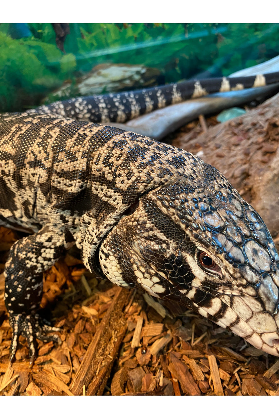 Argentine Black & White Tegu - Subadult
