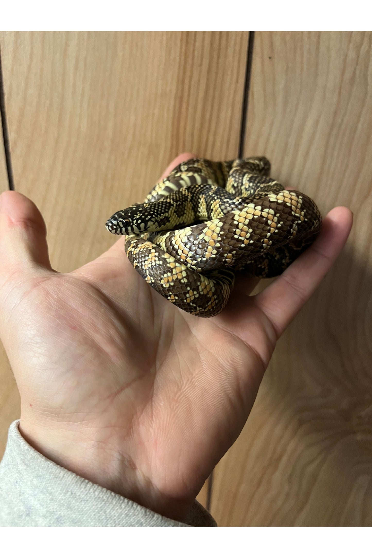 High Red Florida King - Sub Adult - Female