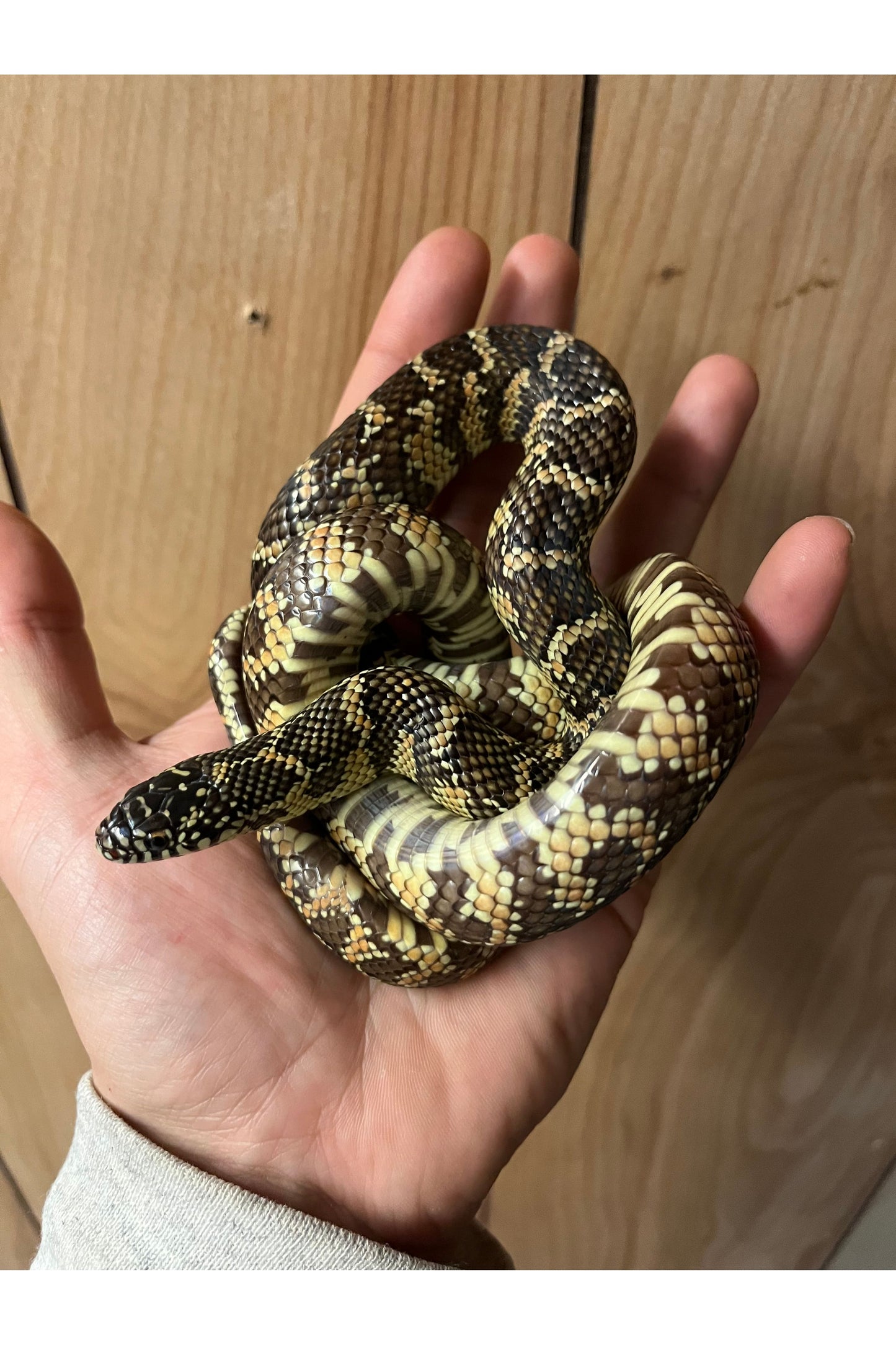 High Red Florida King - Sub Adult - Female