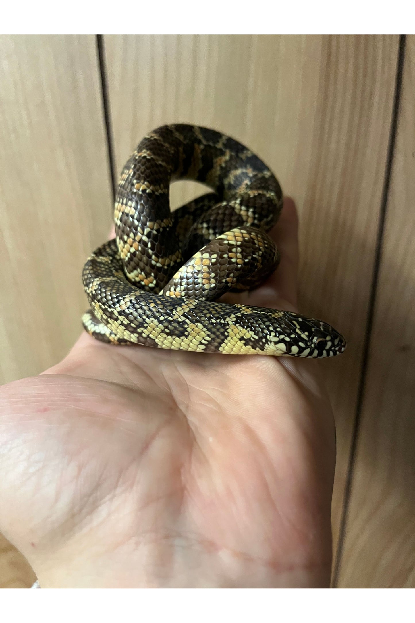 High Red Florida King - Sub Adult - Female