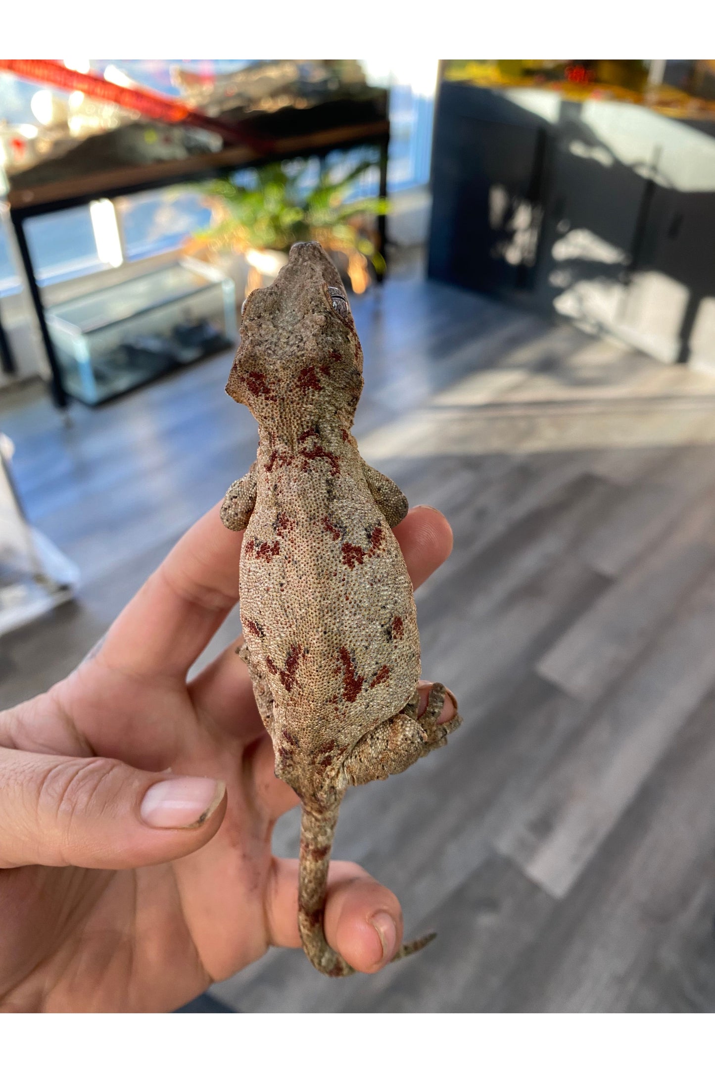 Orange Blotch Gargoyle Gecko - Adult