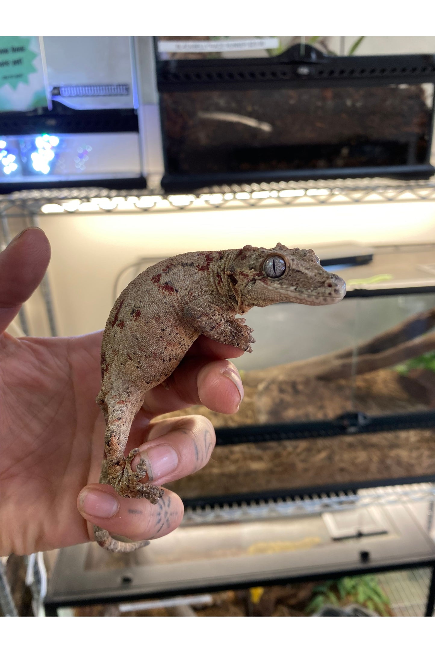 Orange Blotch Gargoyle Gecko - Adult