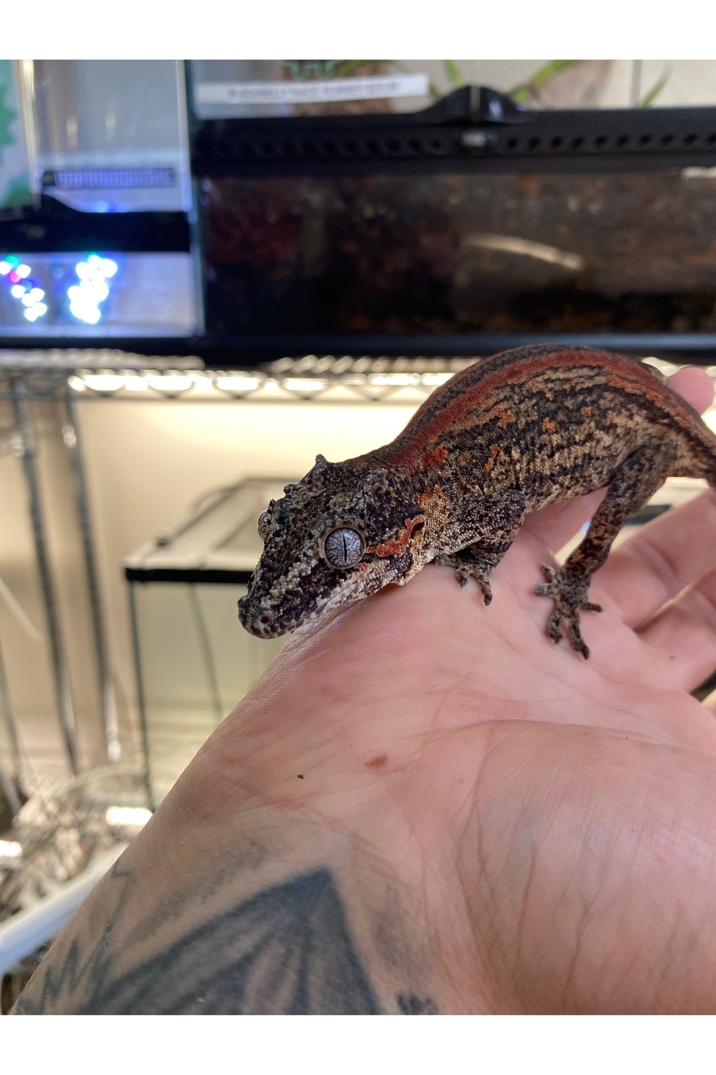 Orange Stripe Gargoyle Gecko - Adult