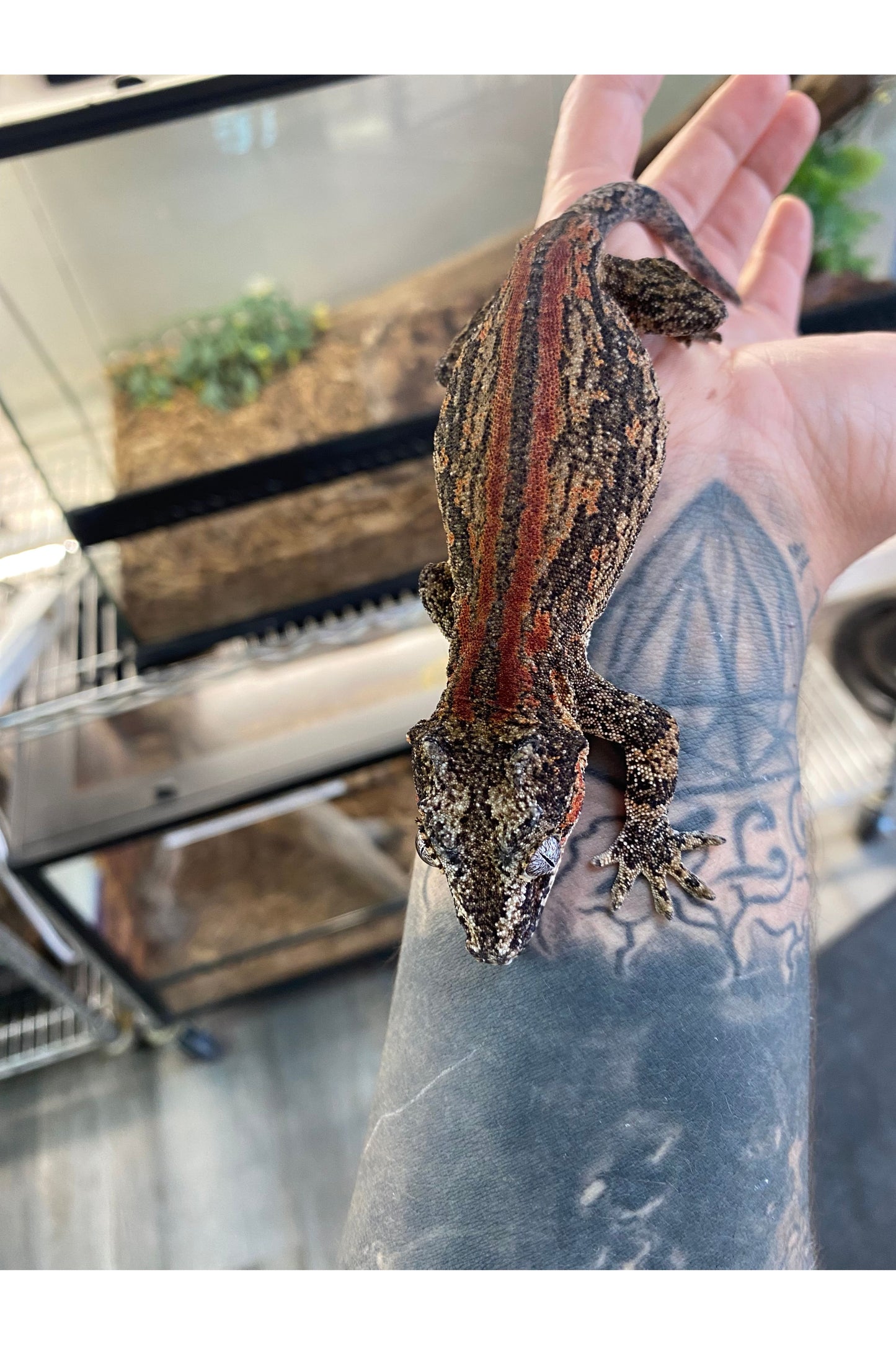 Orange Stripe Gargoyle Gecko - Adult