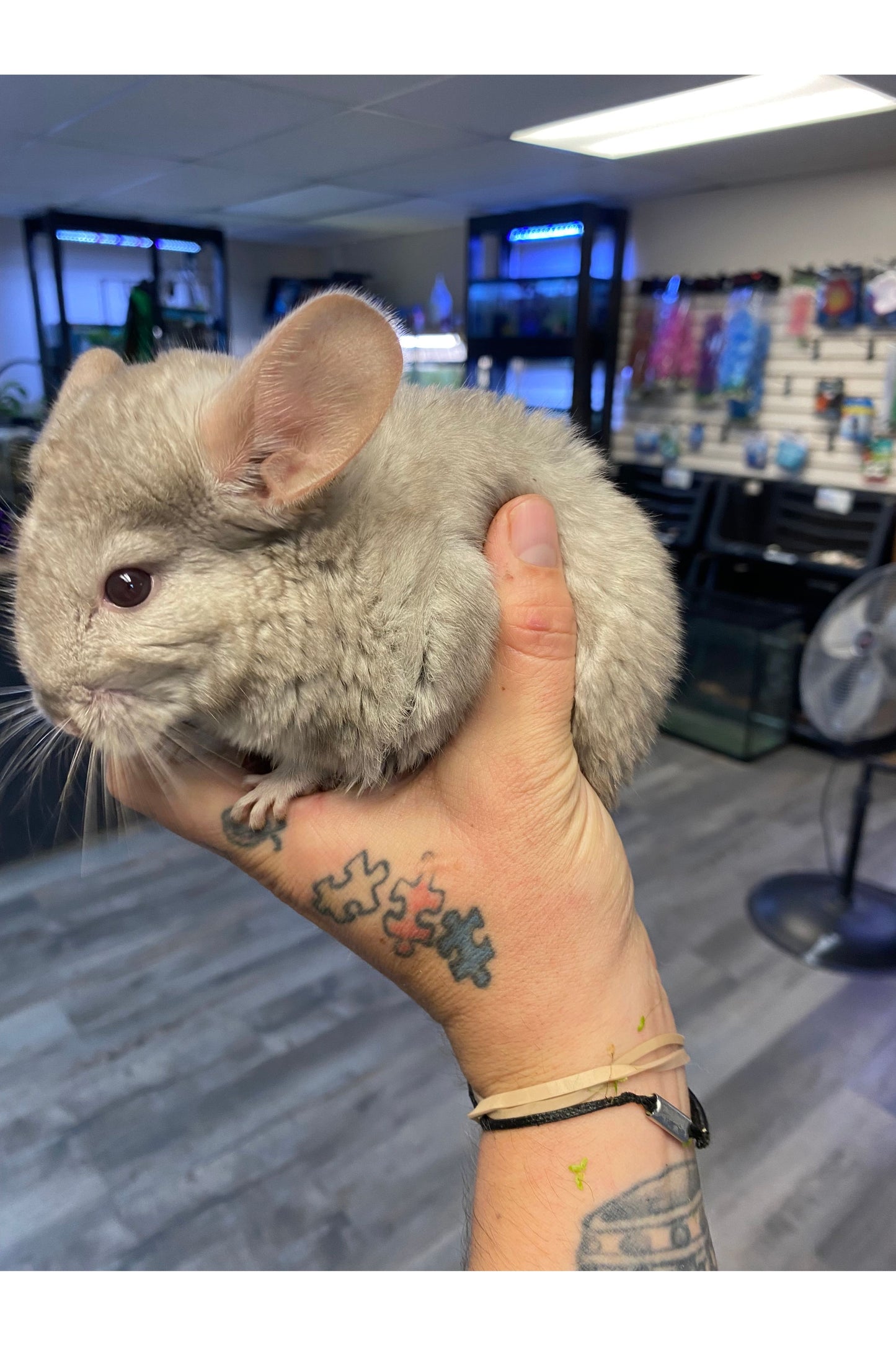 Beige Chinchilla - Juvenile
