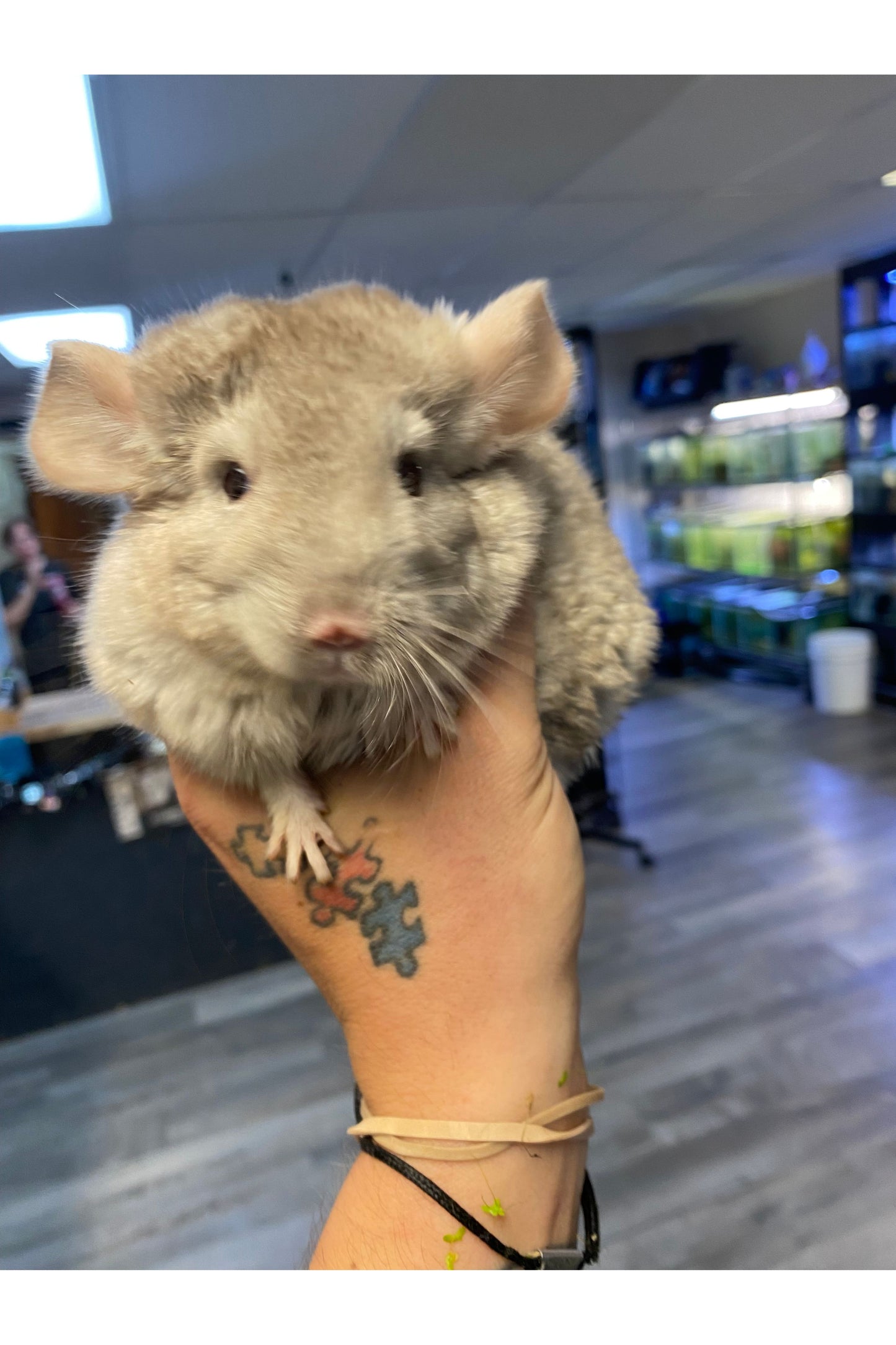 Beige Chinchilla - Juvenile