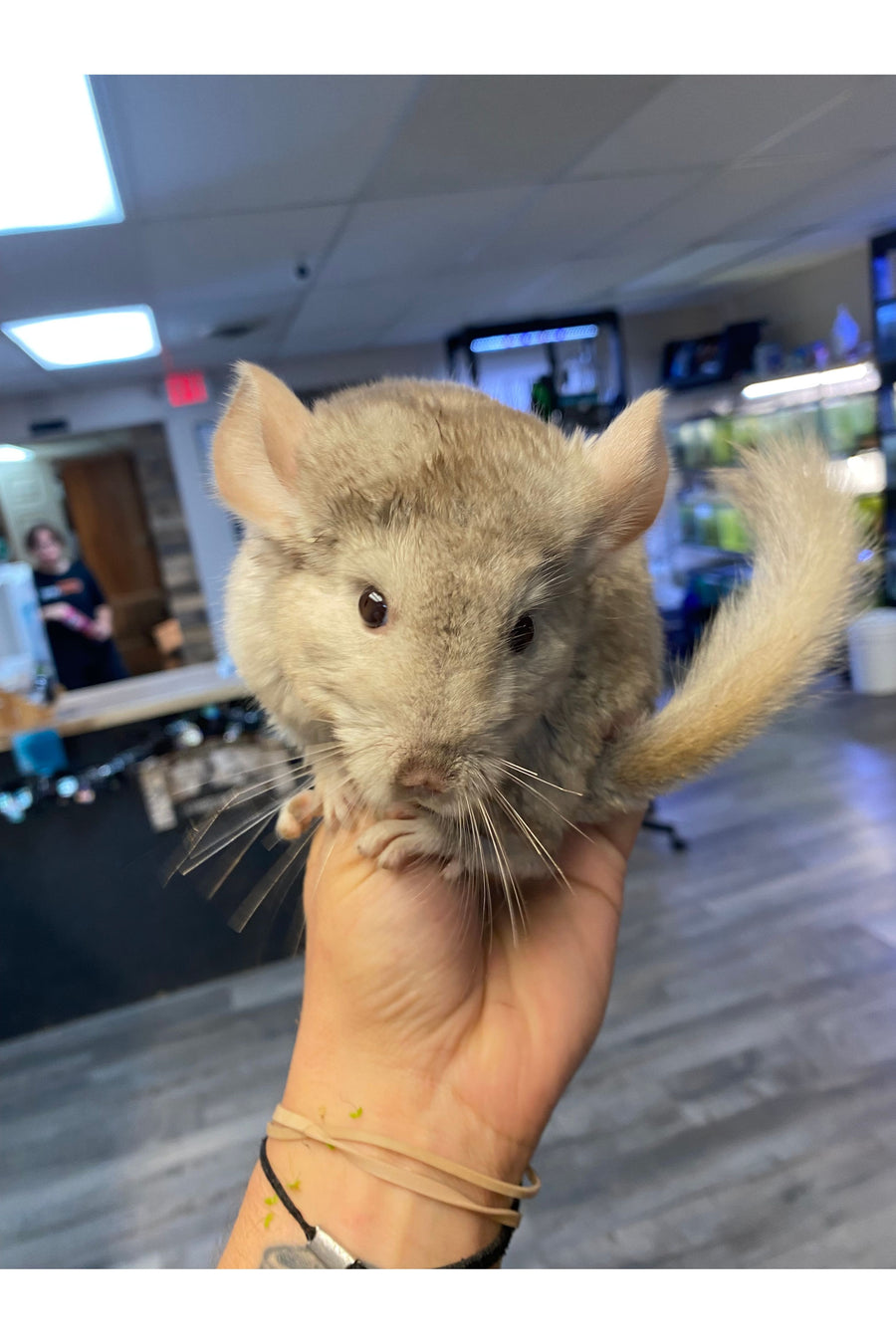 Beige Chinchilla - Juvenile