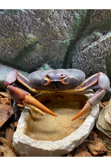Giant Zombie Land Crab