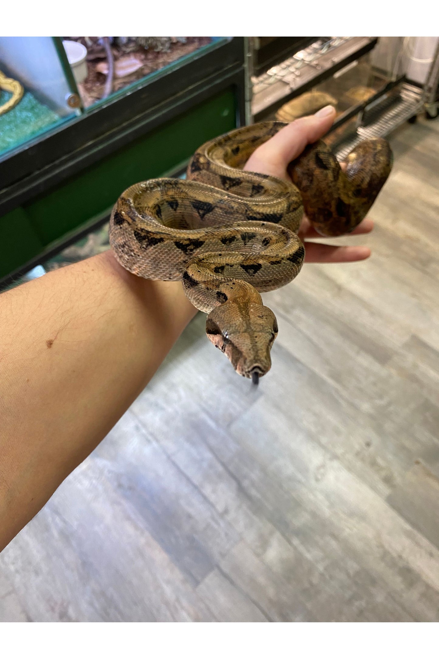 Hypo Nicaraguan Boa - Sub Adult