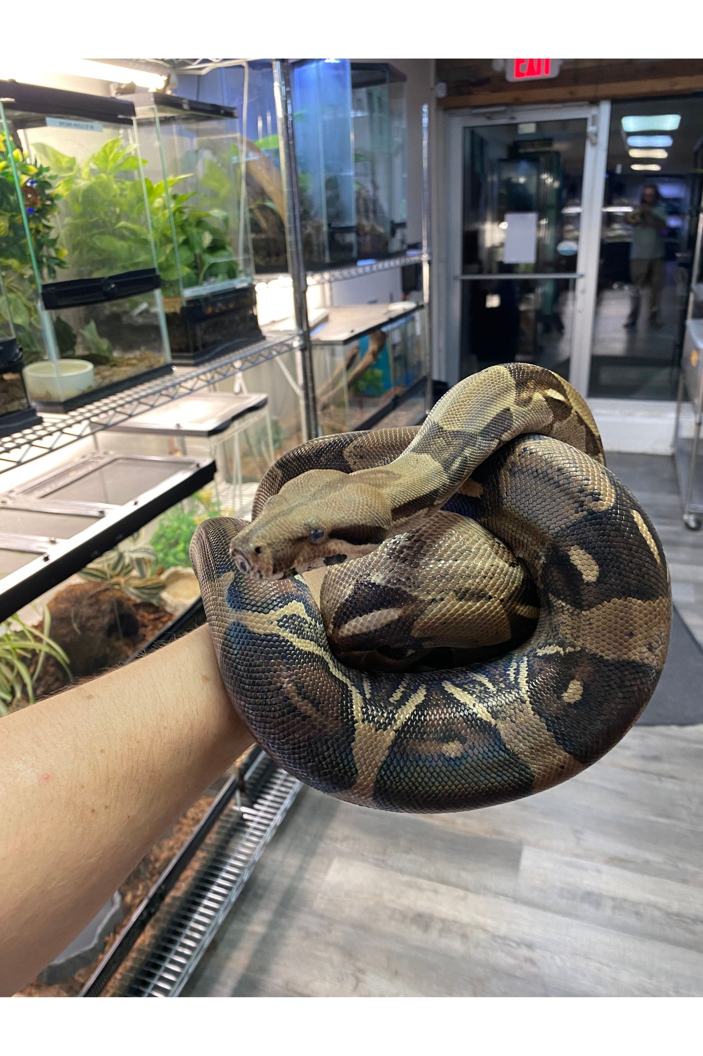 BCI/BCC Boa - Female - Sub Adult