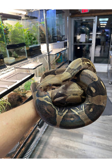 BCI/BCC Boa - Female - Sub Adult