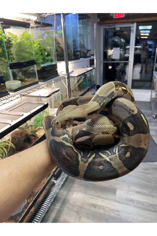 BCI/BCC Boa - Female - Sub Adult