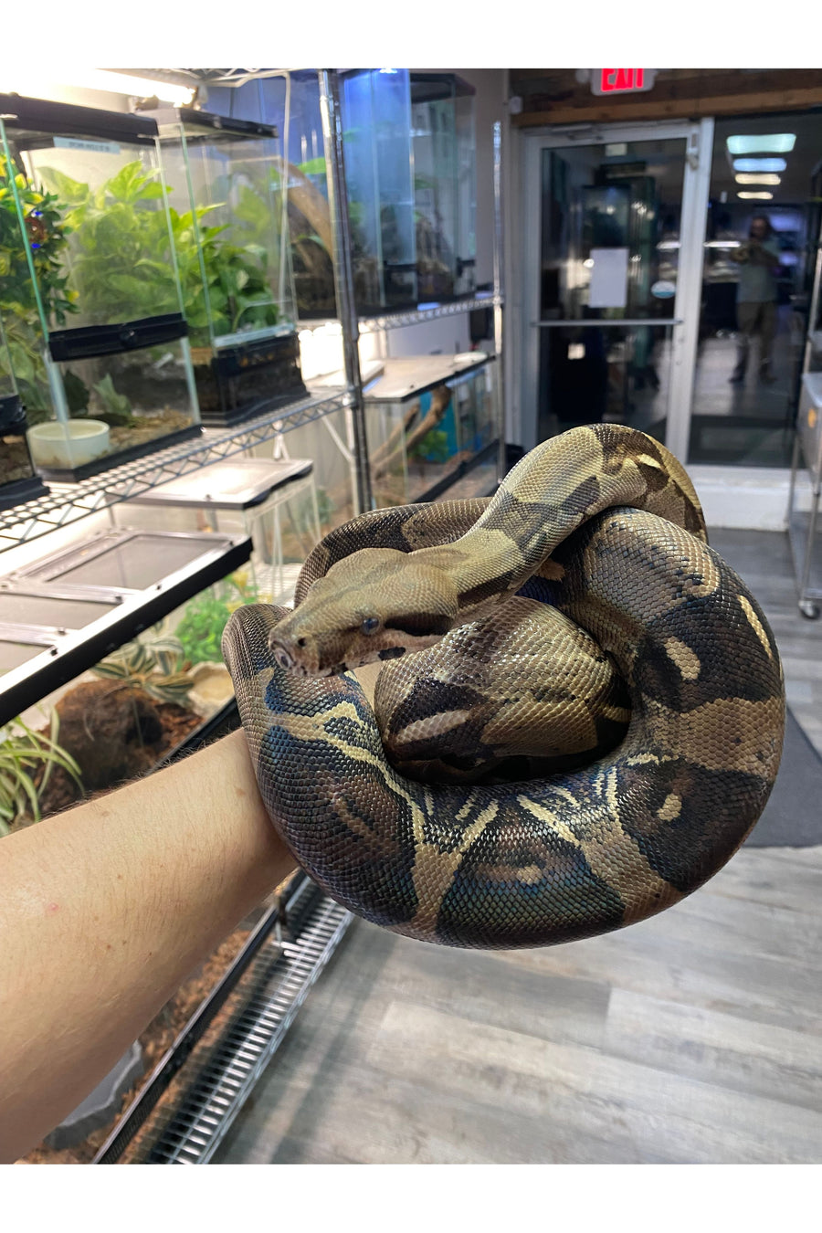 BCI/BCC Boa - Female - Sub Adult