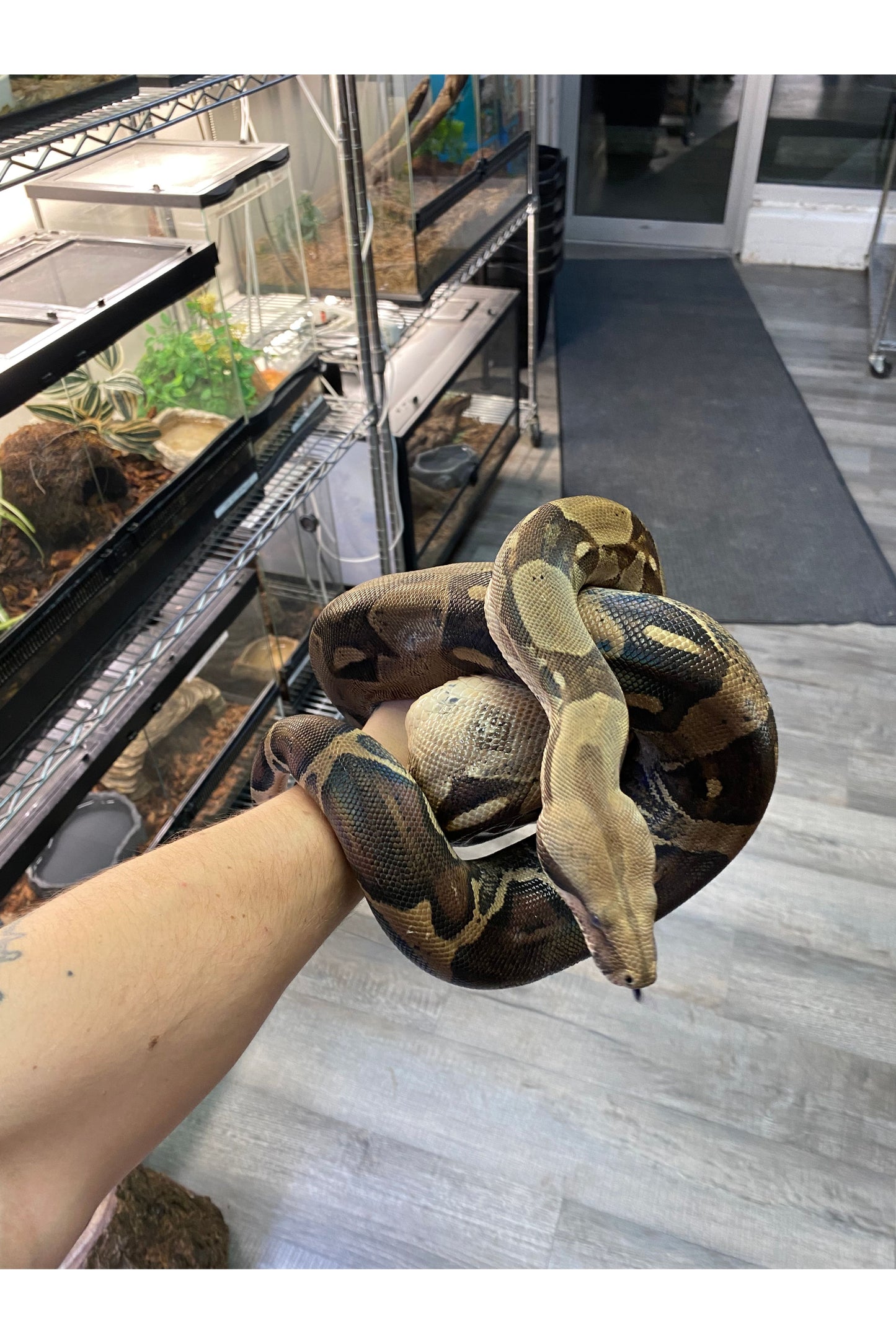 BCI/BCC Boa - Female - Sub Adult