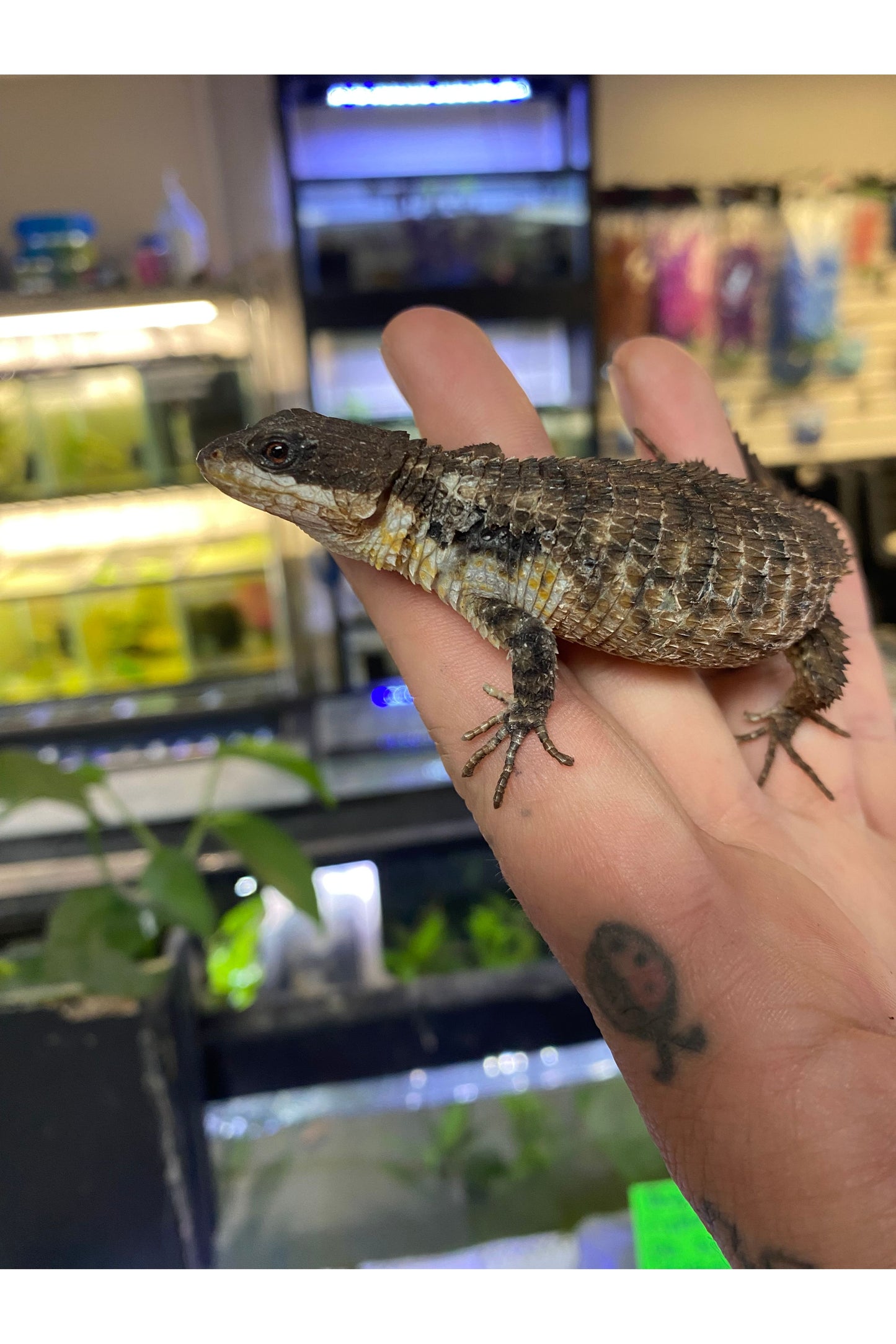 Armadillo Lizard