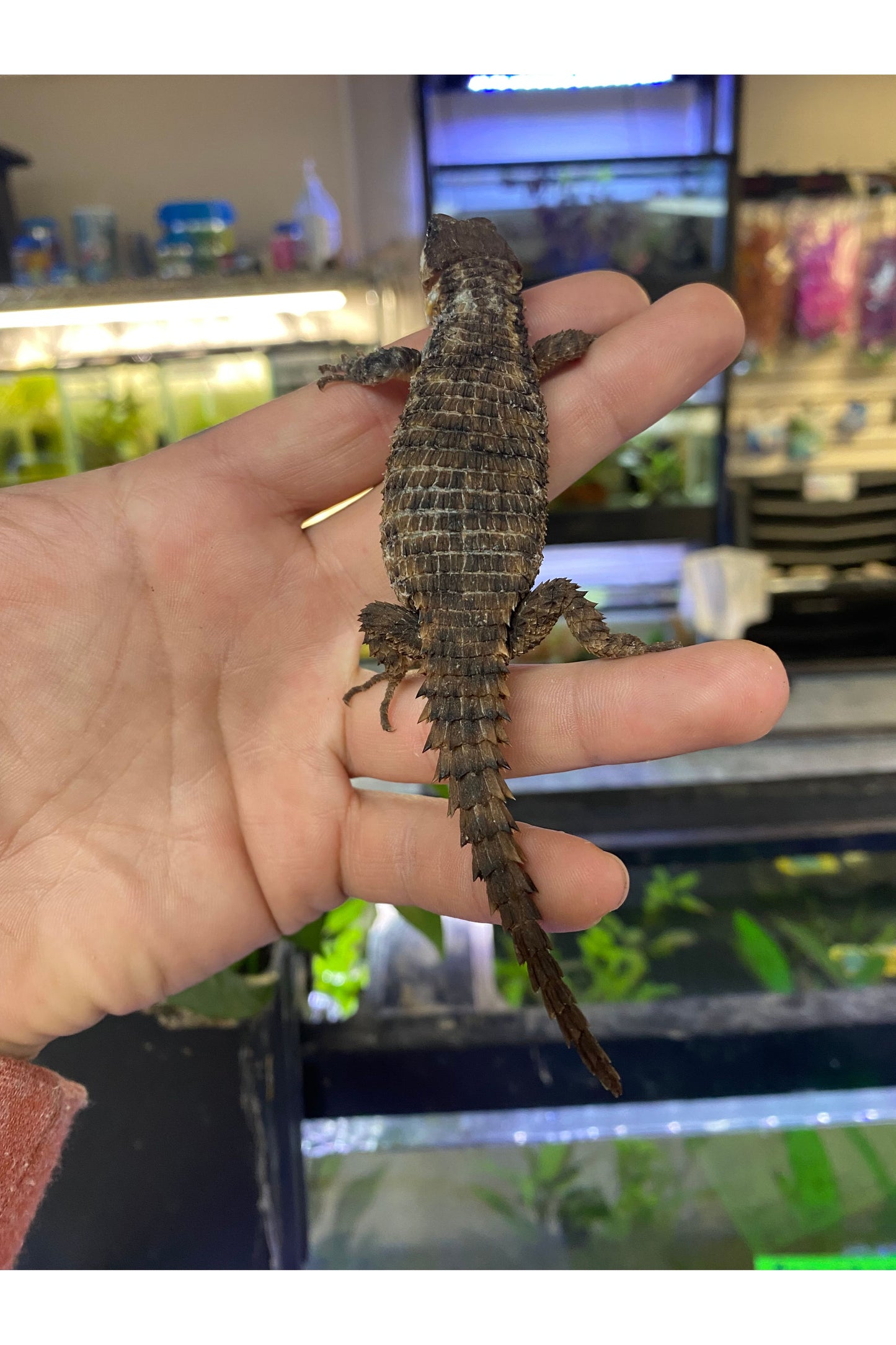 Armadillo Lizard