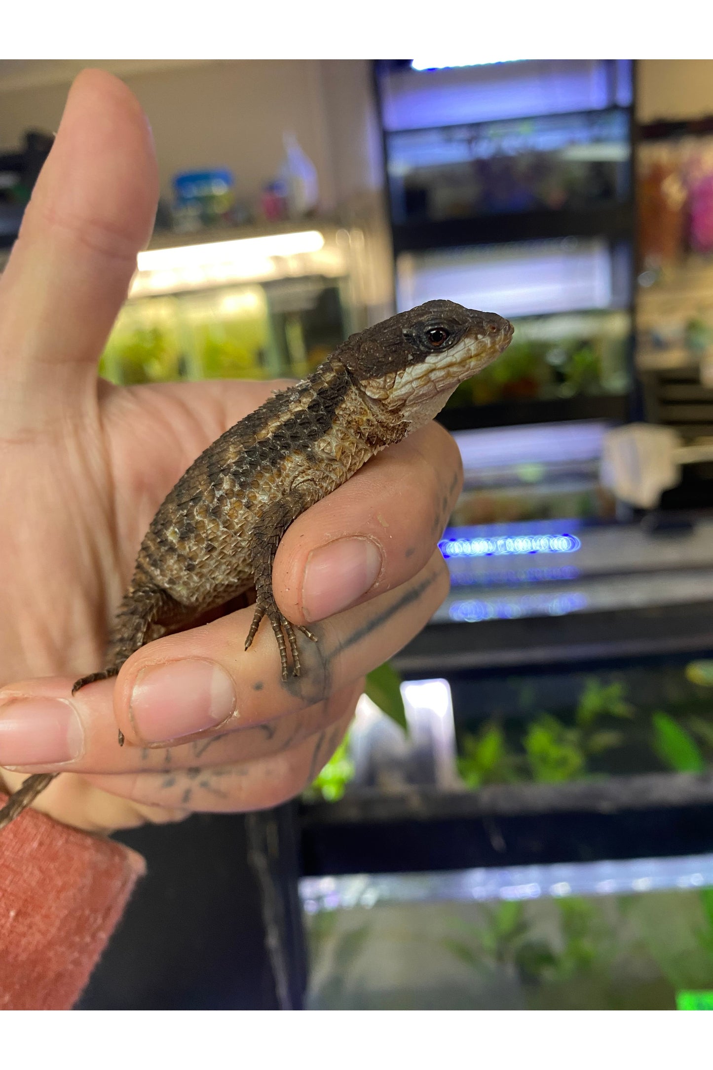 Armadillo Lizard