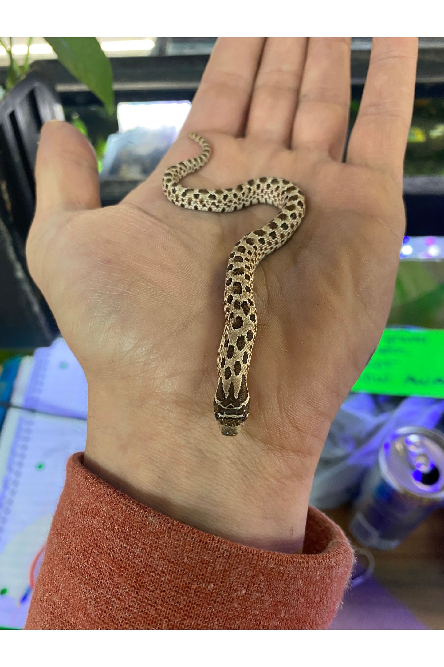 Western Hognose - Hatchling