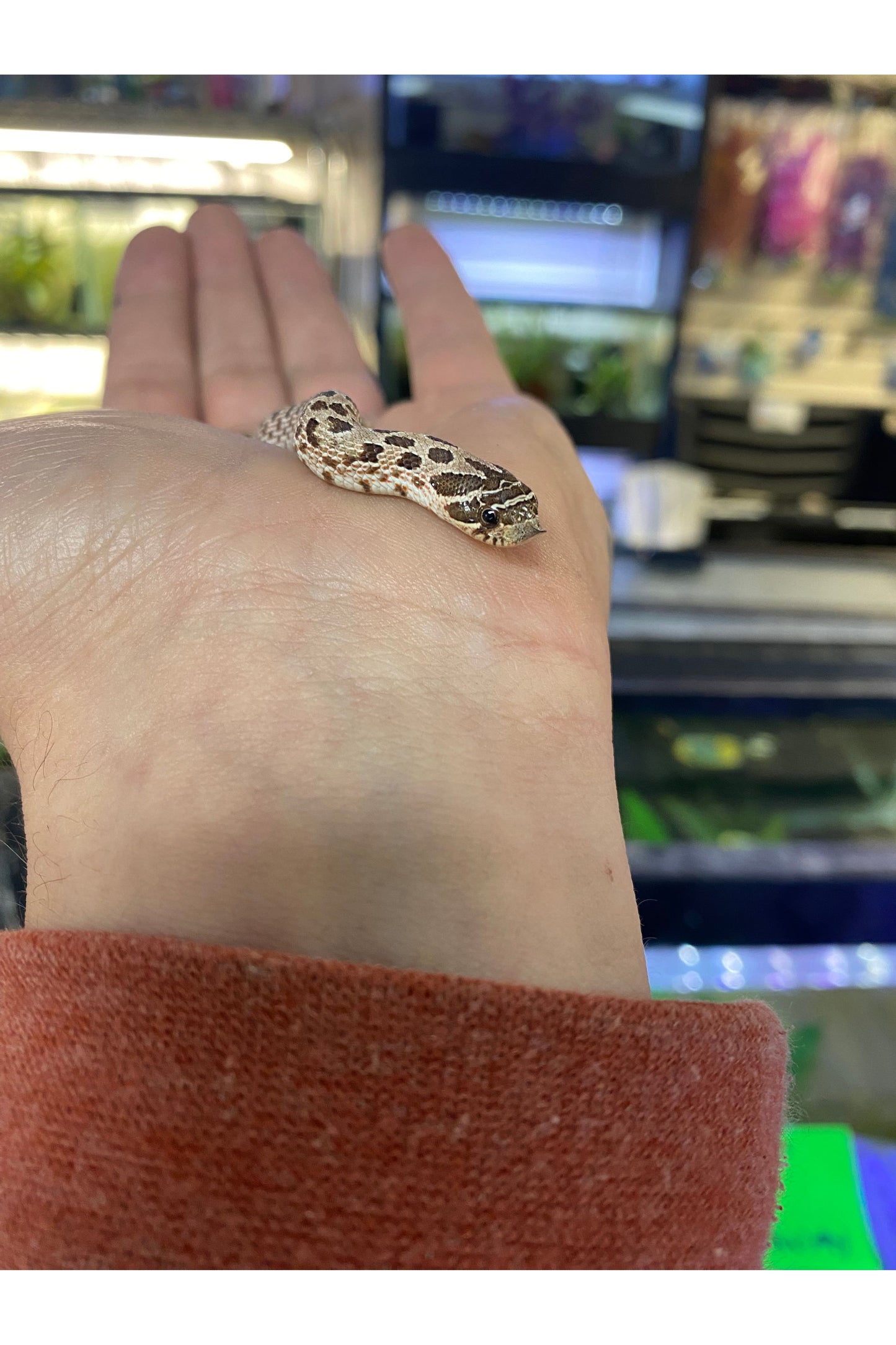 Western Hognose - Hatchling