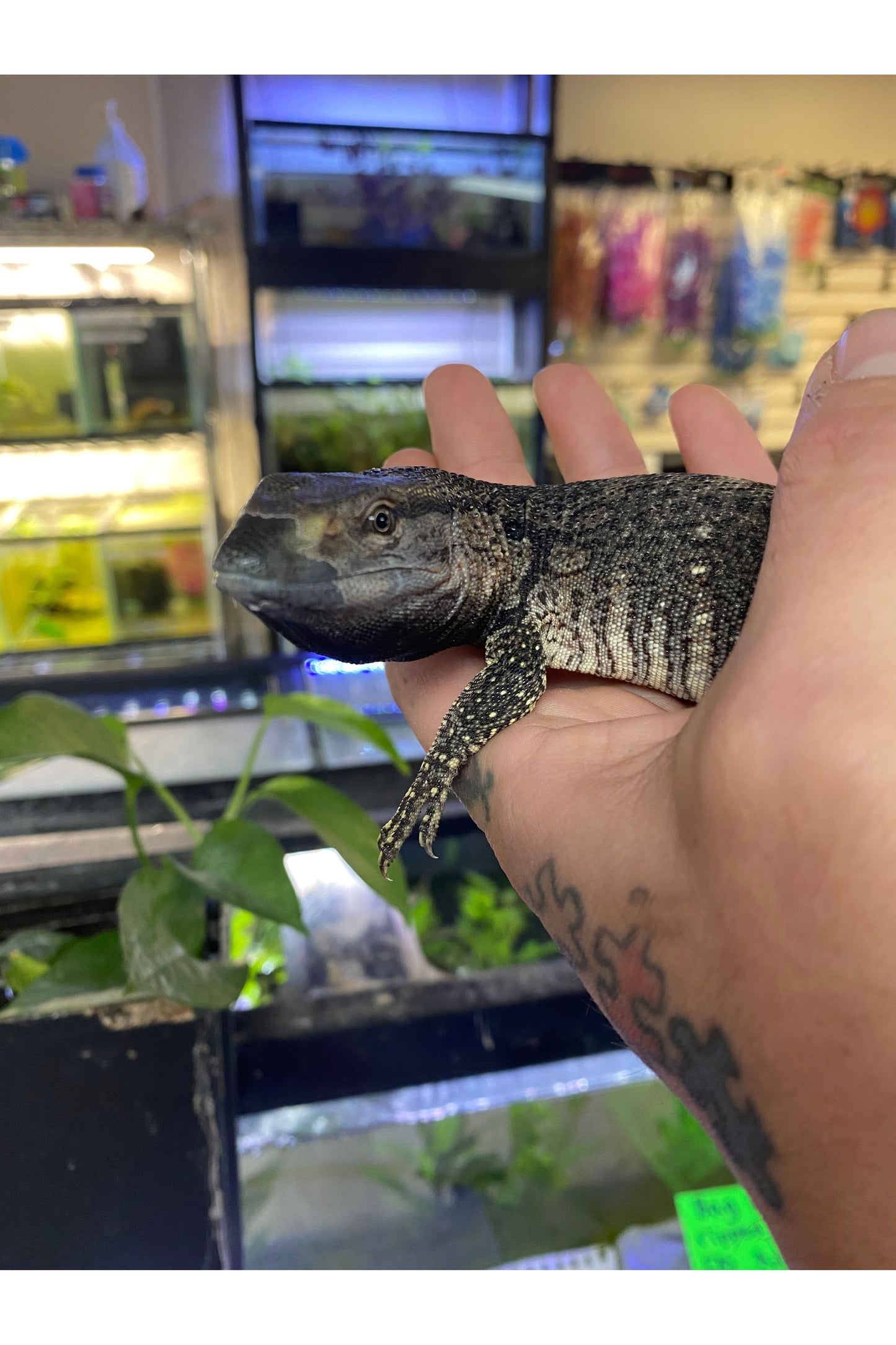 Black-Throated Monitor - Juvenile