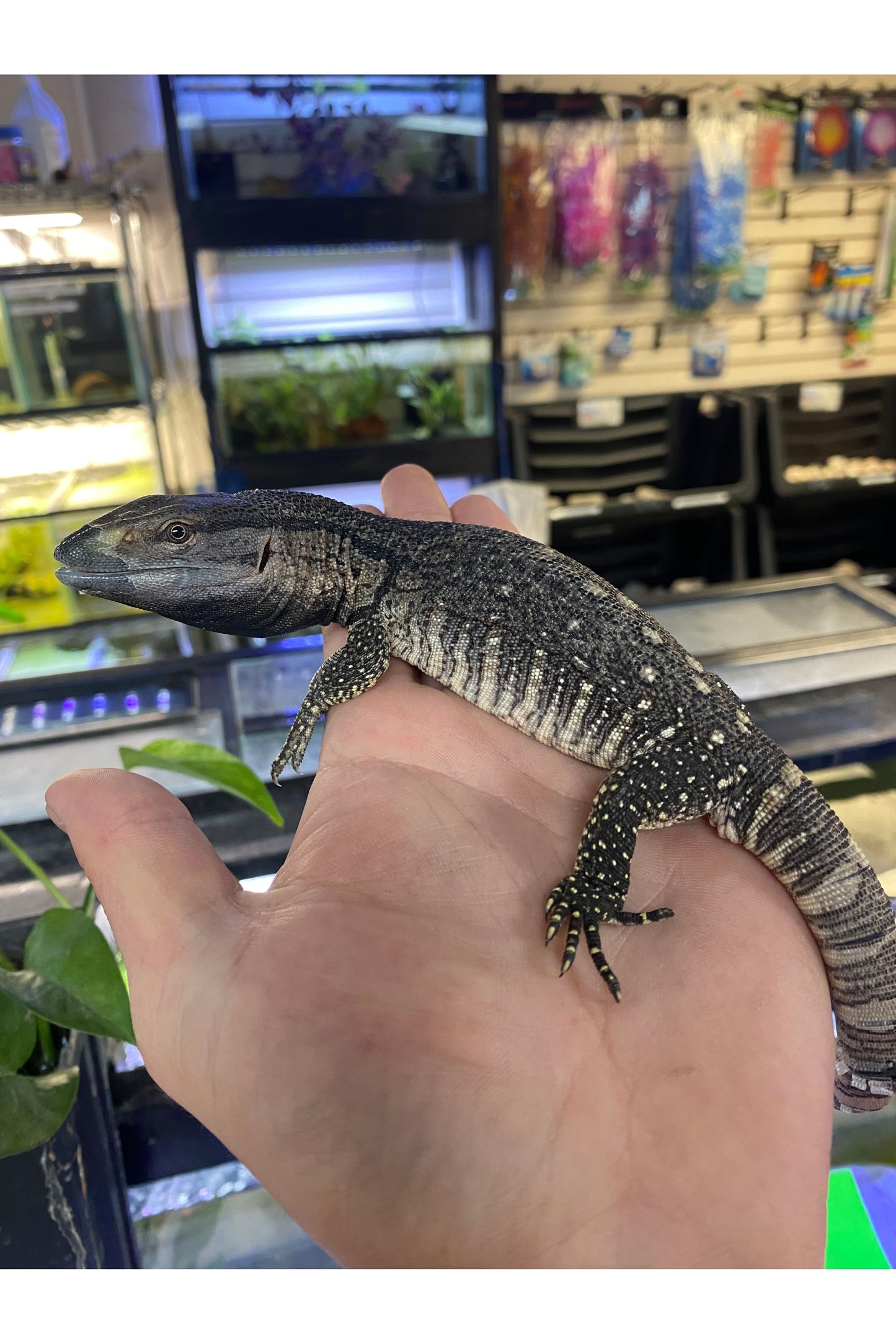 Black-Throated Monitor - Juvenile