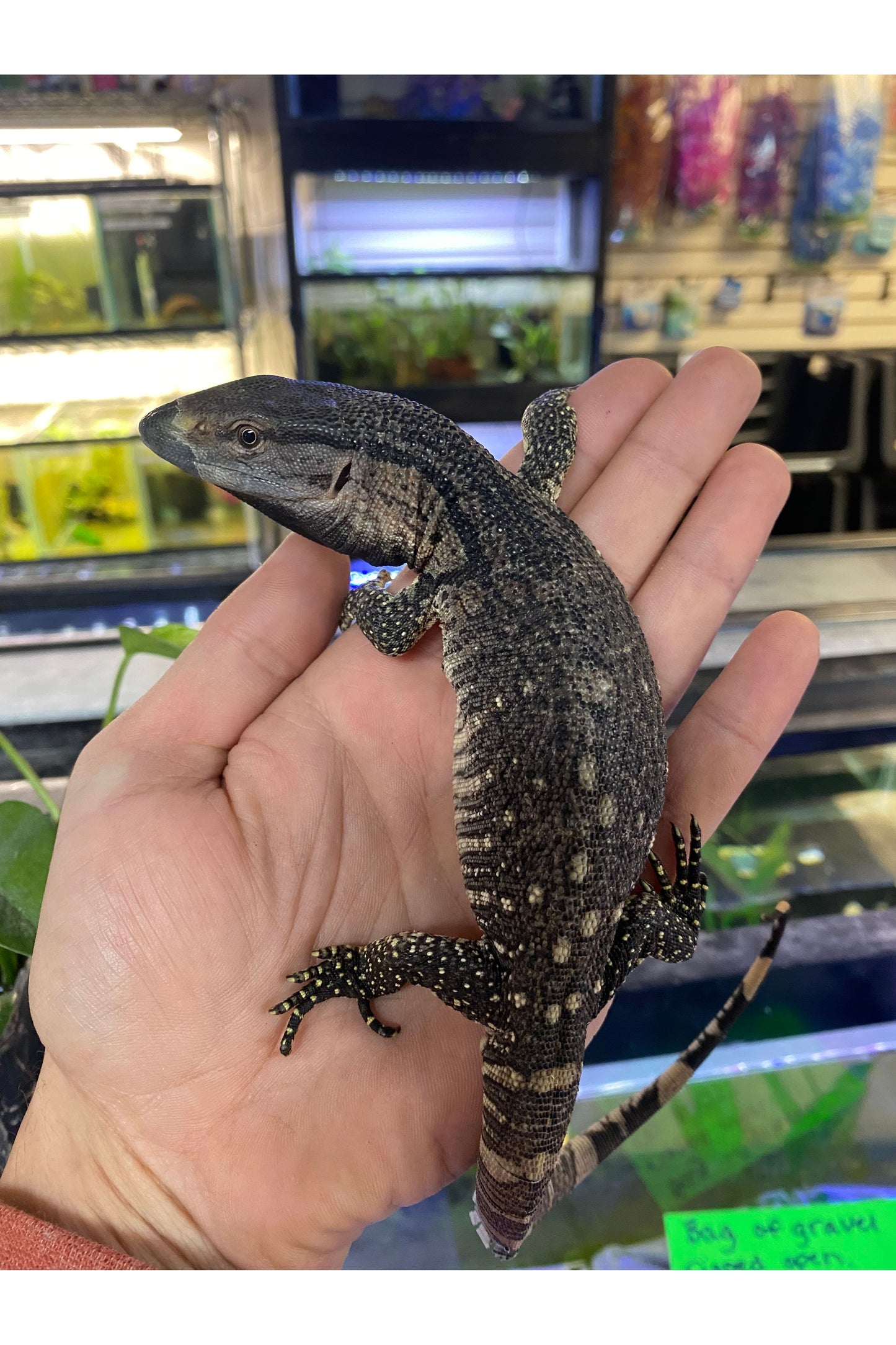 Black-Throated Monitor - Juvenile