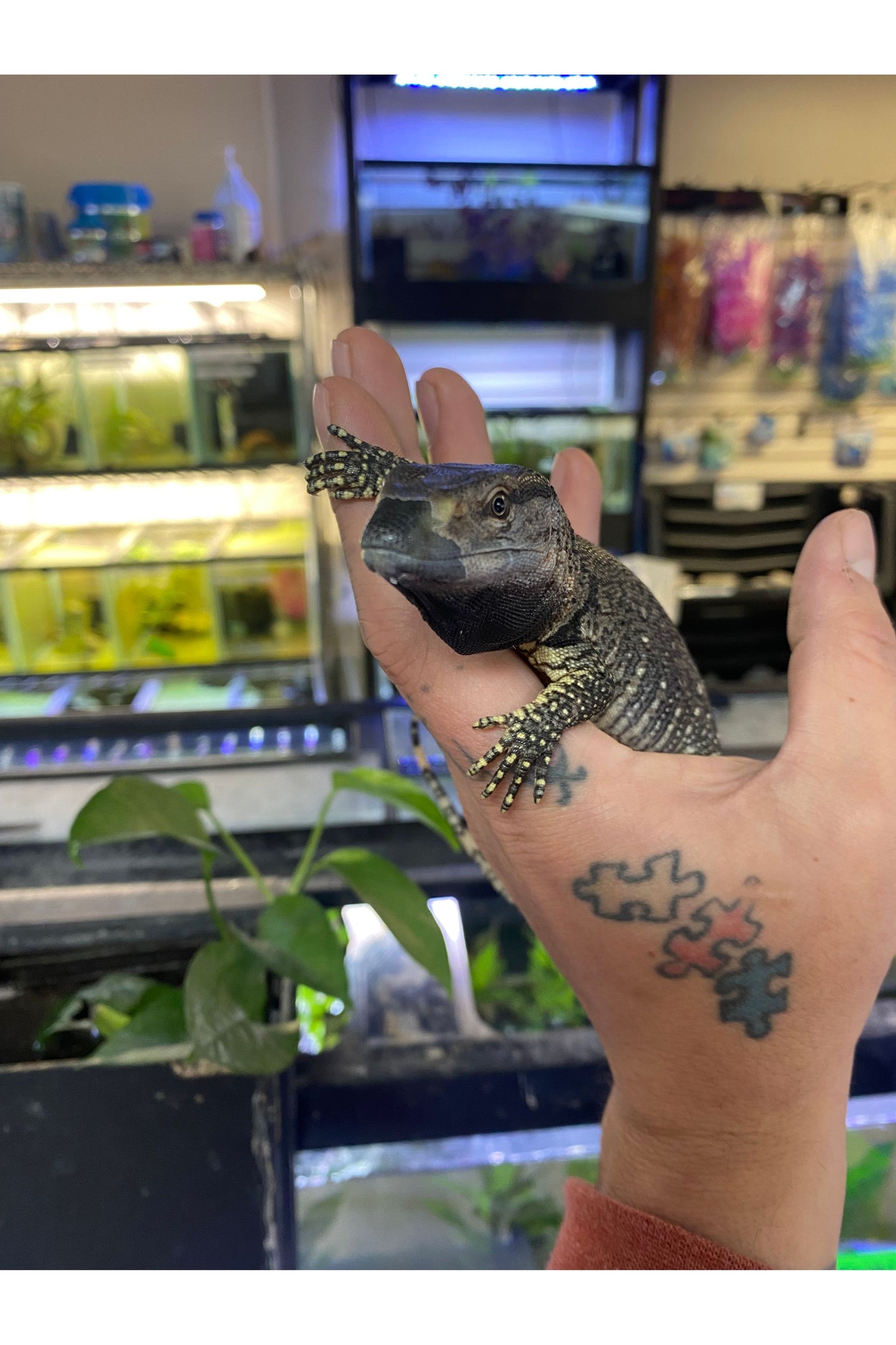 Black-Throated Monitor - Juvenile