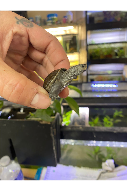 Northern Diamondback Terrapin - Hatchling