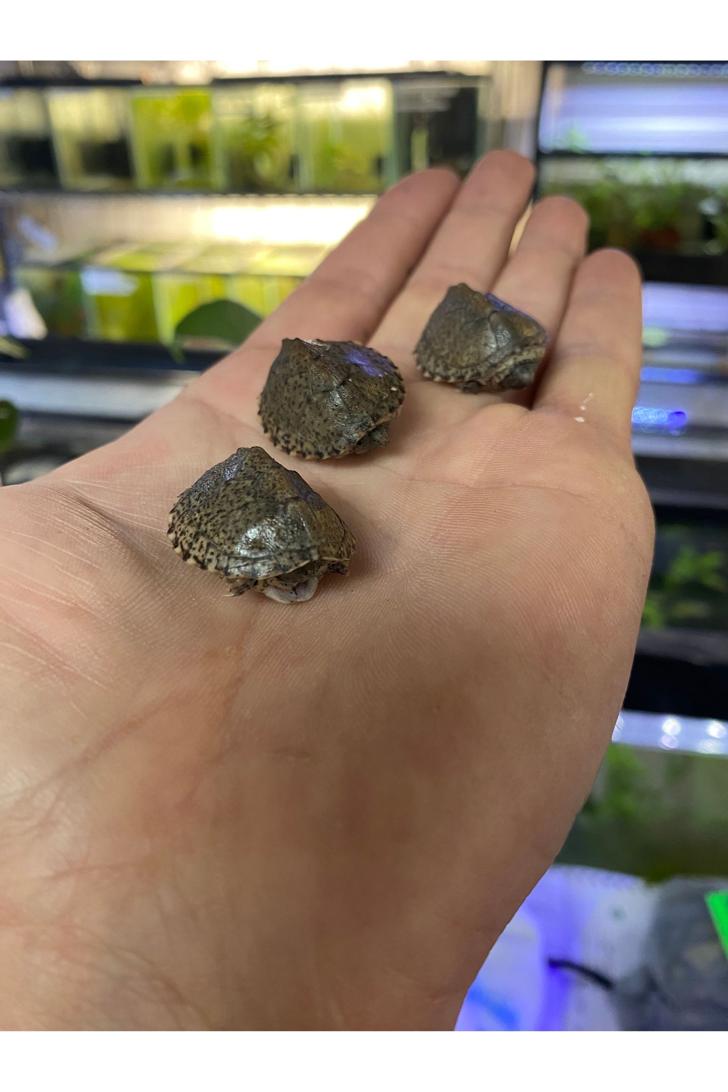 Razorback Musk Turtle - Hatchling