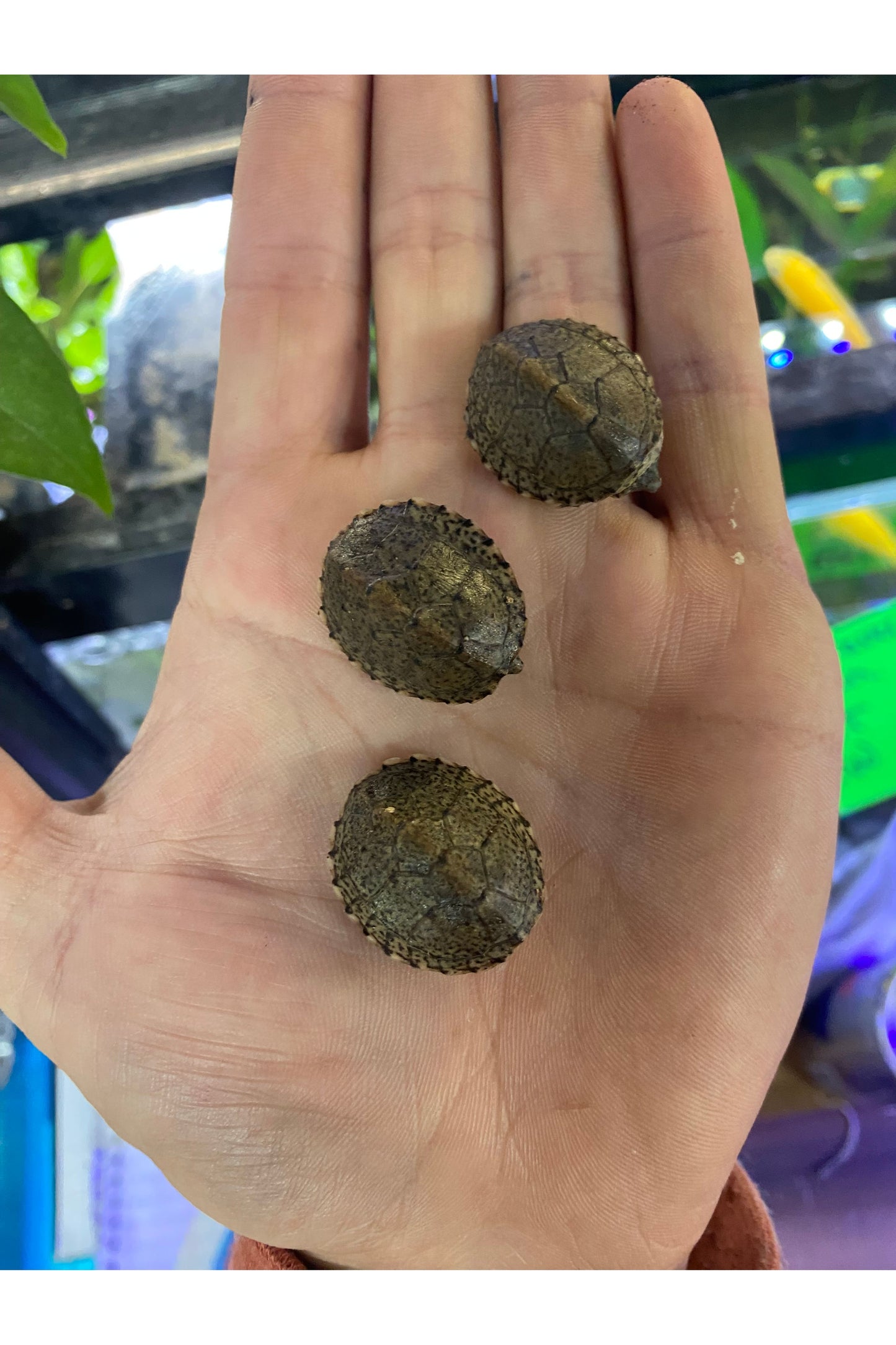 Razorback Musk Turtle - Hatchling