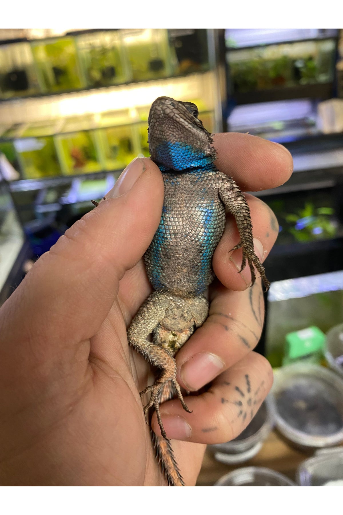 Texas Spiny Lizard