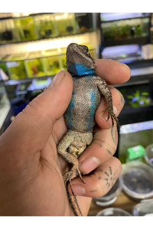 Texas Spiny Lizard