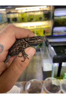 Texas Spiny Lizard