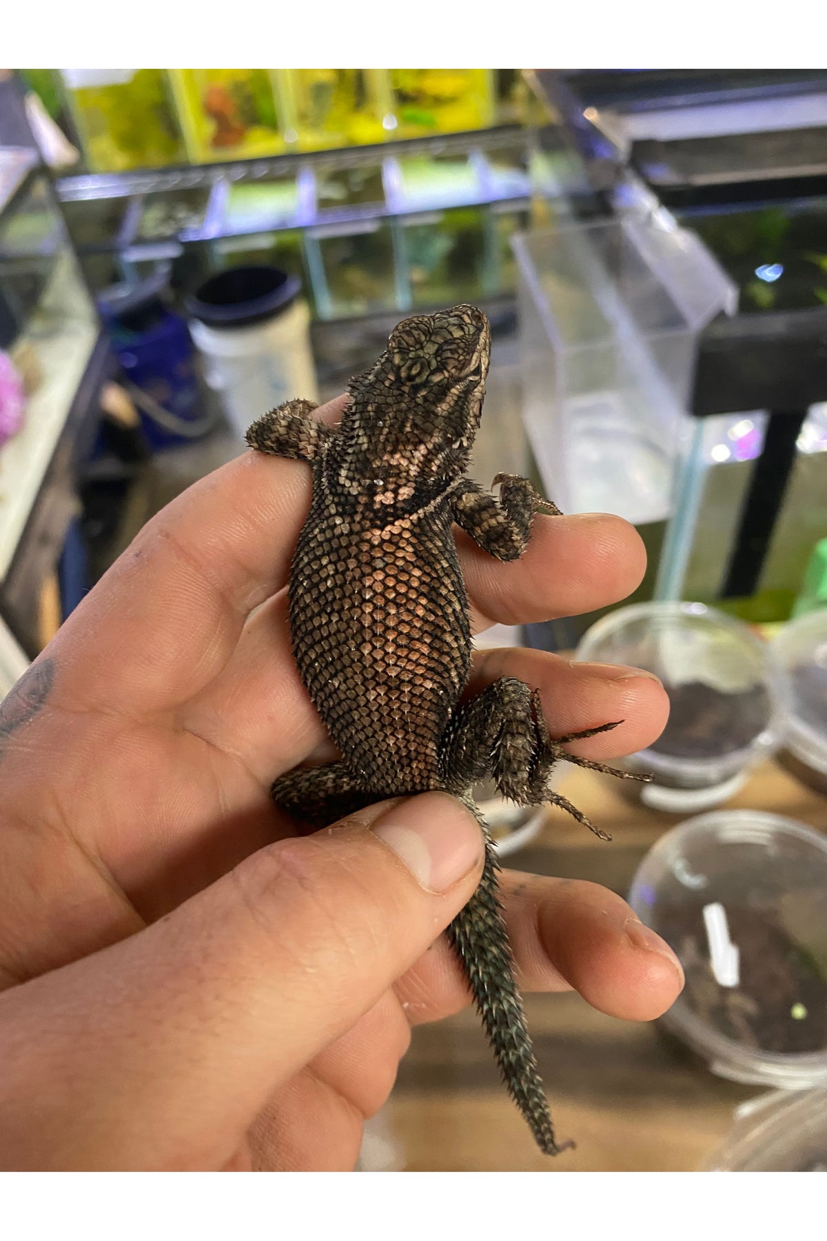 Texas Spiny Lizard