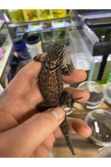 Texas Spiny Lizard