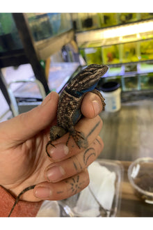 Texas Spiny Lizard