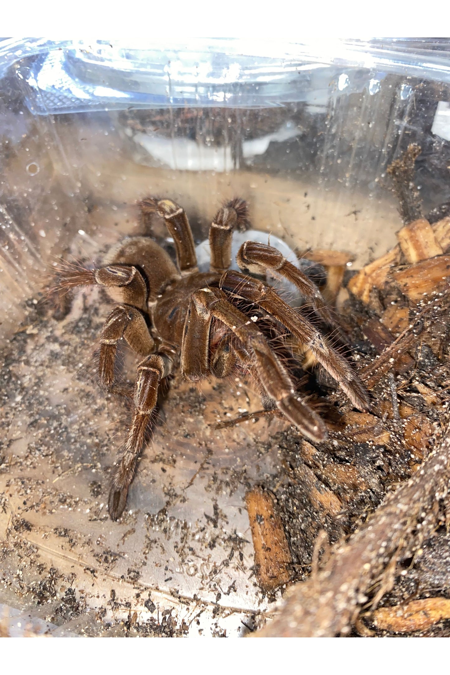 Goliath Bird Eater Tarantula