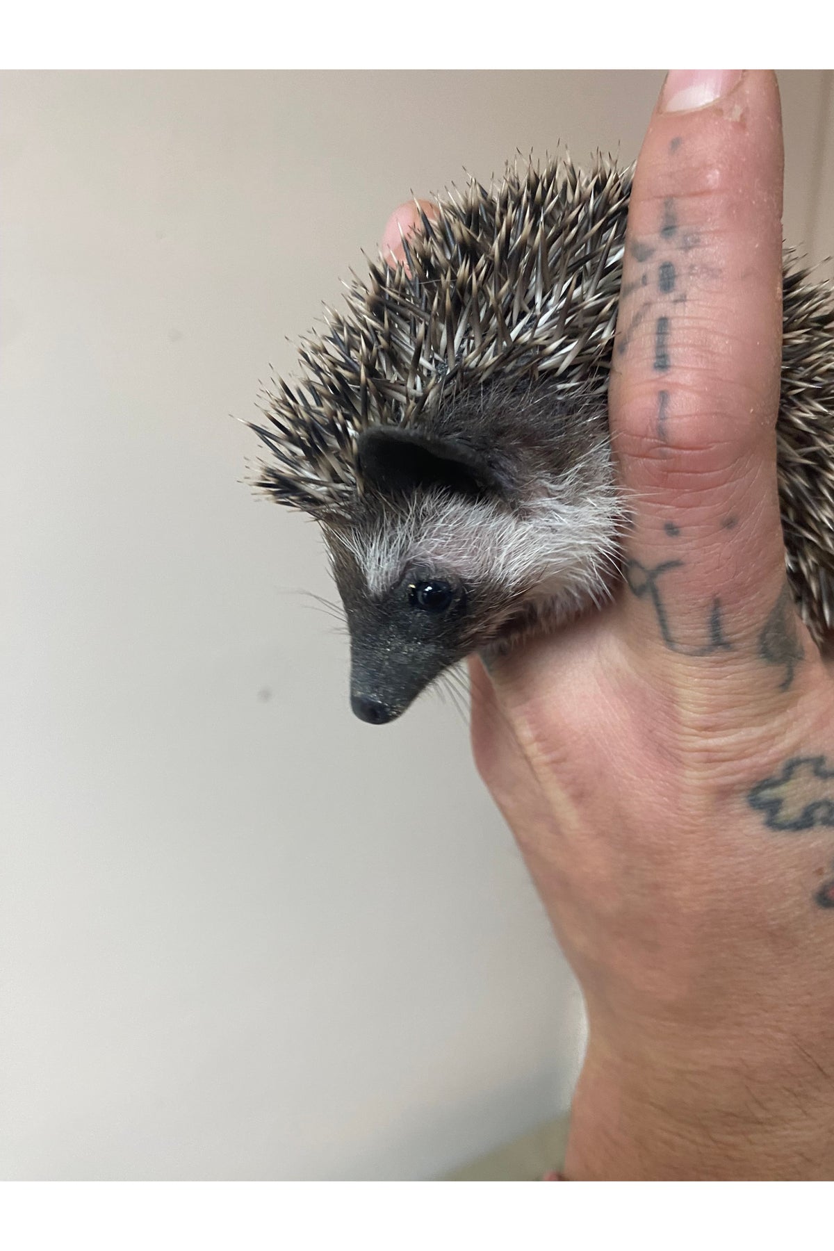 Hedgehog - Juvenile