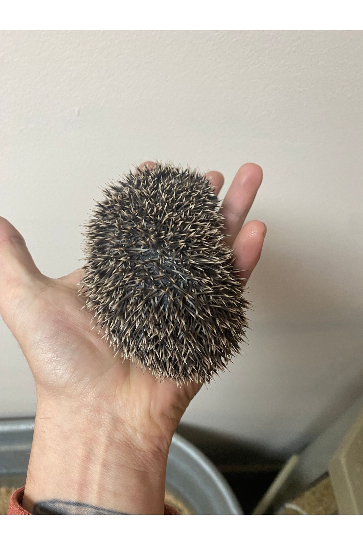 Hedgehog - Juvenile
