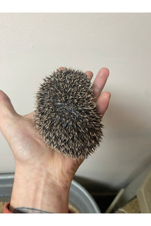 Hedgehog - Juvenile