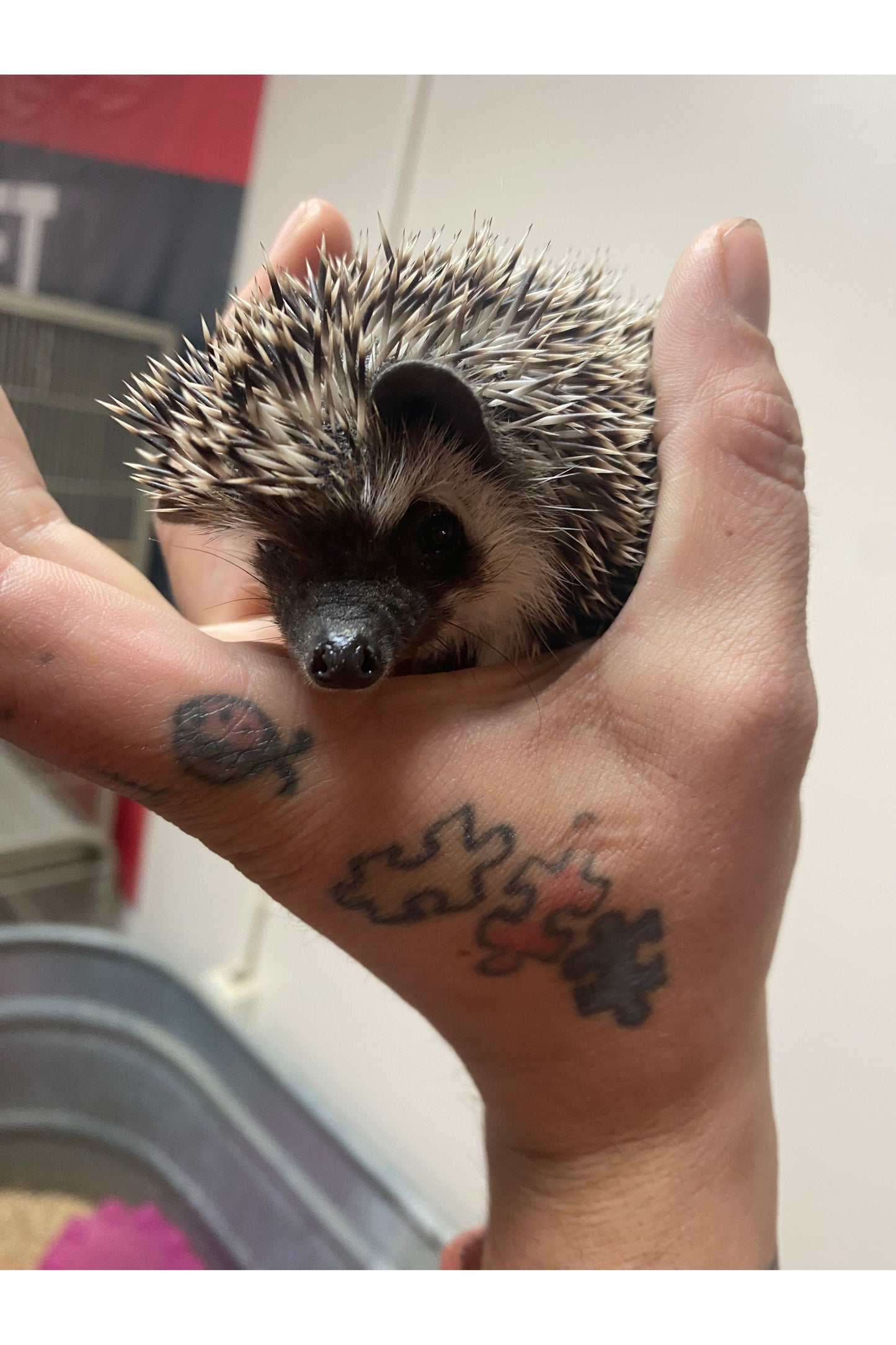 Hedgehog - Juvenile