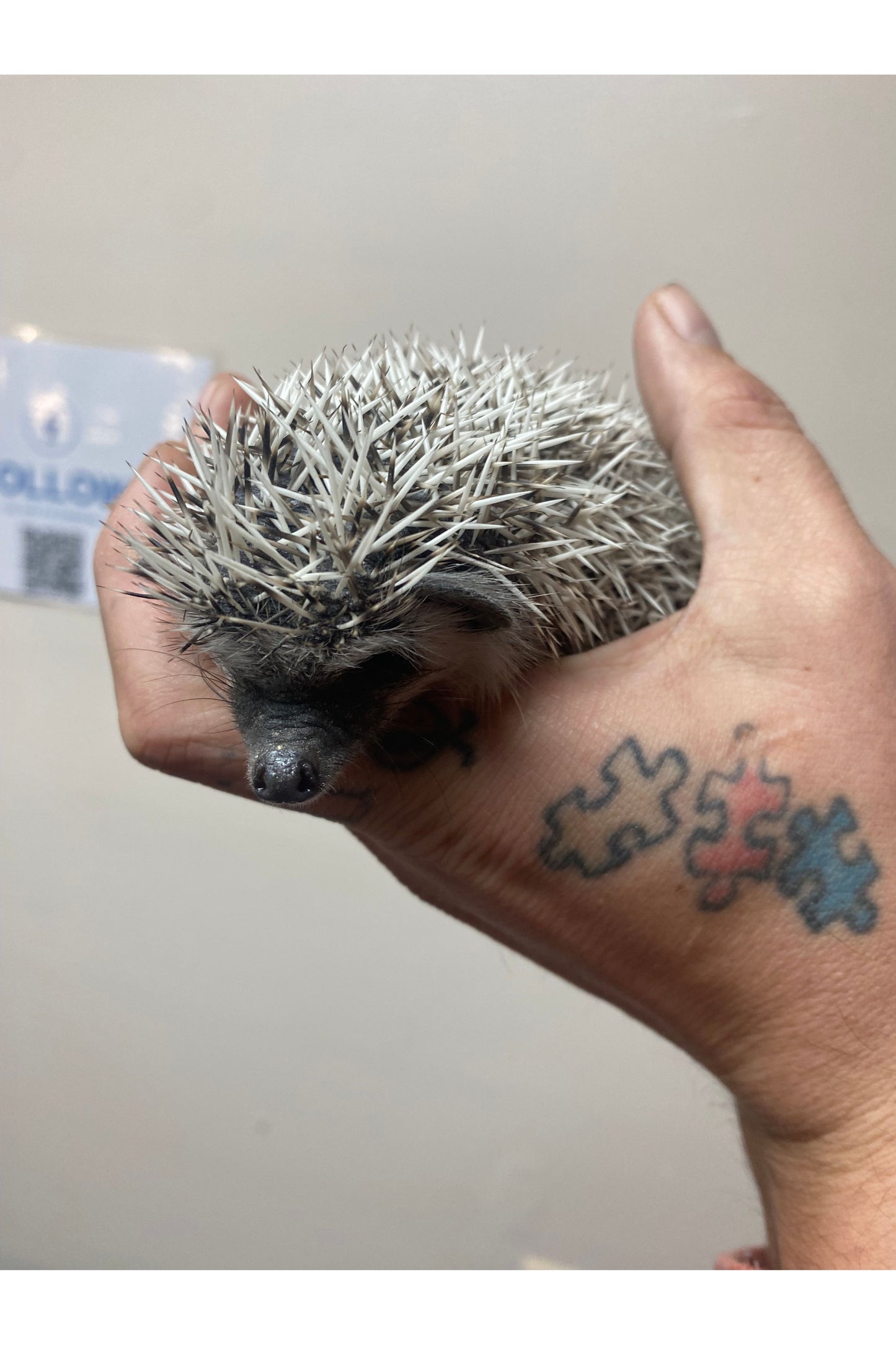 Hedgehog - Juvenile