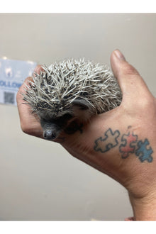 Hedgehog - Juvenile