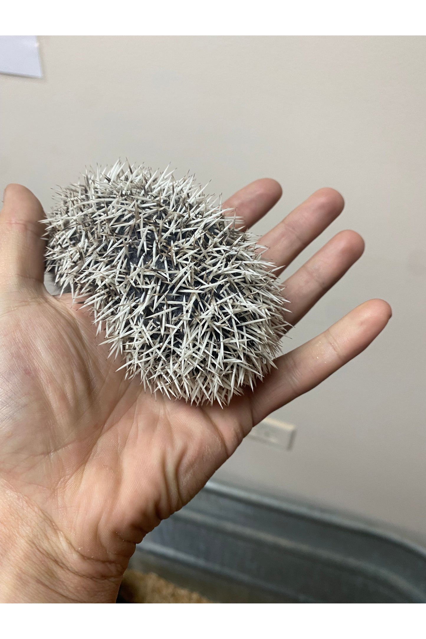 Hedgehog - Juvenile
