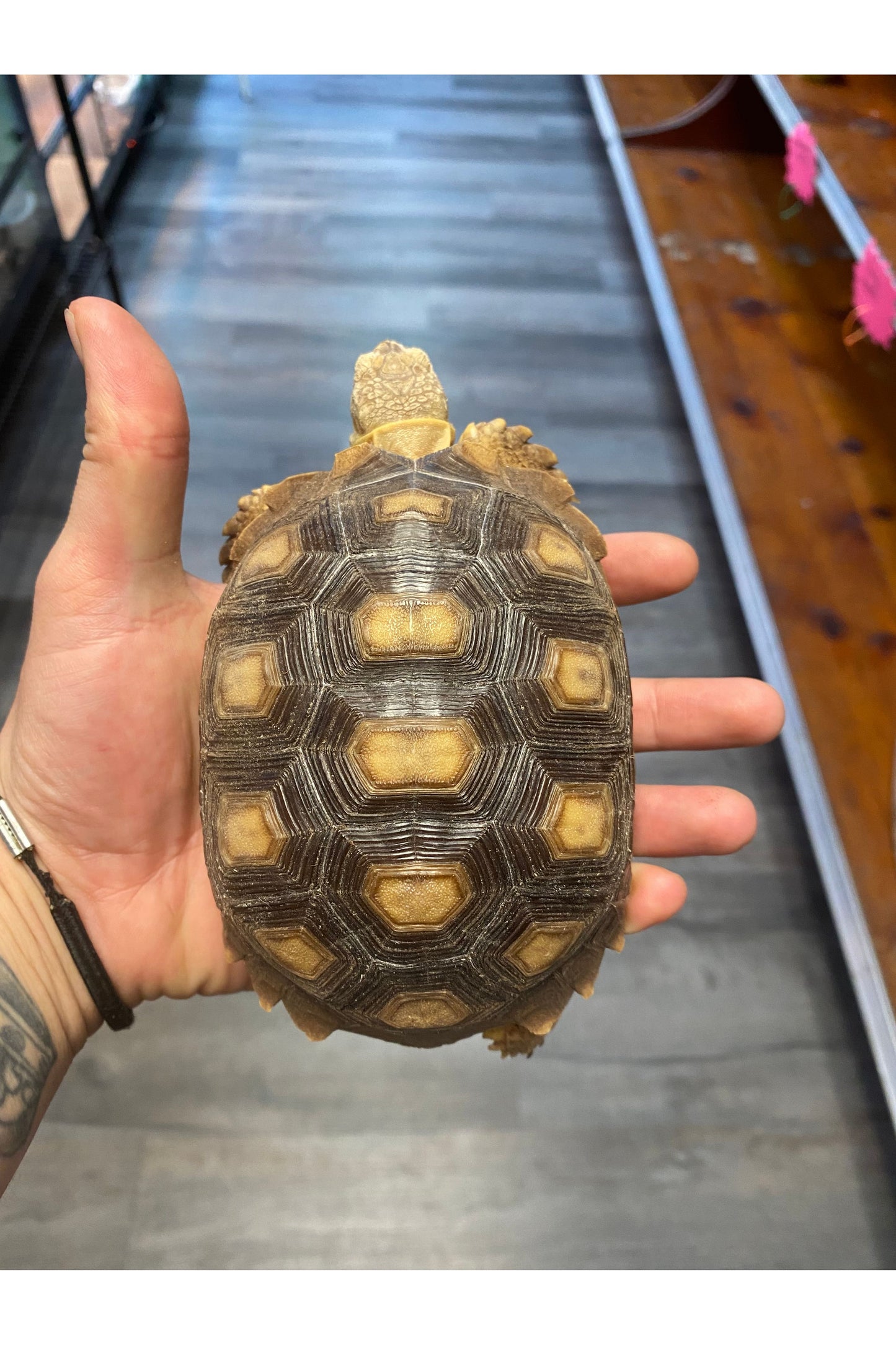 Sulcata Tortoise - Juvenile