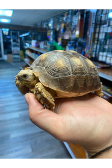 Sulcata Tortoise - Juvenile