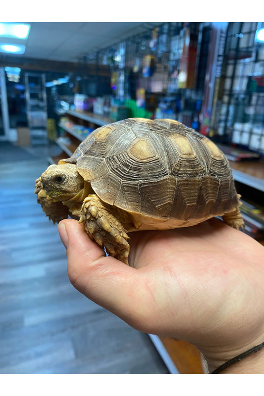 Sulcata Tortoise - Juvenile